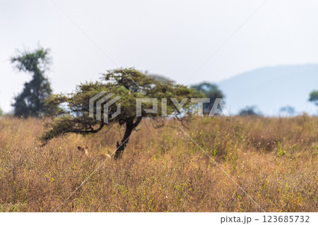 Female lion in the Serengeti 123685732