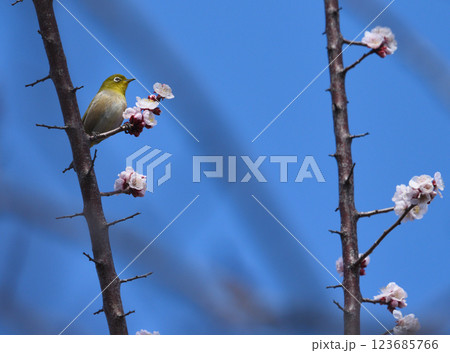 見頃の知多市佐布里池の梅 見頃の知多市佐布里池の梅 123685766