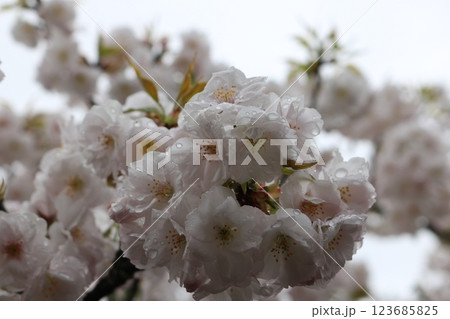 見頃を迎えた満開の御室桜 Omuro-sakura full bloom 見頃を迎えた満開の御室桜 Omuro-sakura full bloom 123685825