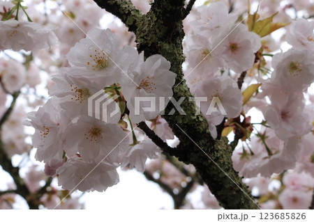 見頃を迎えた満開の御室桜 Omuro-sakura full bloom 123685826