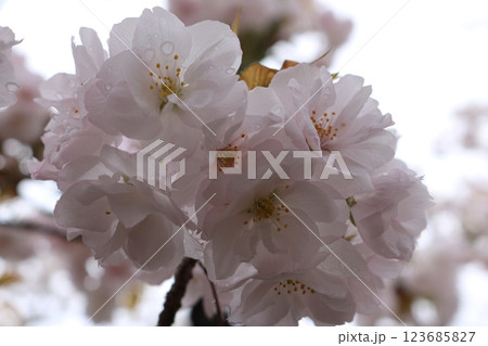 見頃を迎えた満開の御室桜 Omuro-sakura full bloom 見頃を迎えた満開の御室桜 Omuro-sakura full bloom 123685827