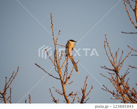 荒川河川敷の木の枝にとまるオナガ 123685843