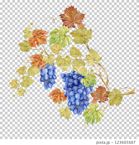 Grape vine with intertwined shoots, bunches of blue grapes and leaves. Large grape branch, watercolor illustration. Clipart for winery or tasting design. Vineyard with black berries in retro style. Grape vine with intertwined shoots, bunches of blue grapes and leaves. Large grape branch, watercolor illustration. Clipart for winery or tasting design. Vineyard with black berries in retro style. 123685887