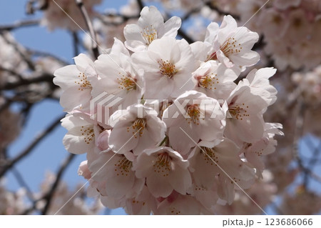 見頃を迎えた満開のソメイヨシノ Someiyoshino cherry full bloom 123686066
