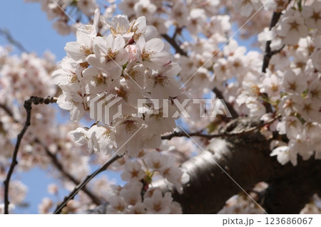 見頃を迎えた満開のソメイヨシノ Someiyoshino cherry full bloom 見頃を迎えた満開のソメイヨシノ Someiyoshino cherry full bloom 123686067