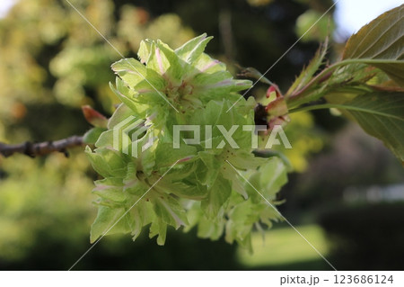 満開のギョイコウザクラ Gyoiko sakura full bloom 満開のギョイコウザクラ Gyoiko sakura full bloom 123686124