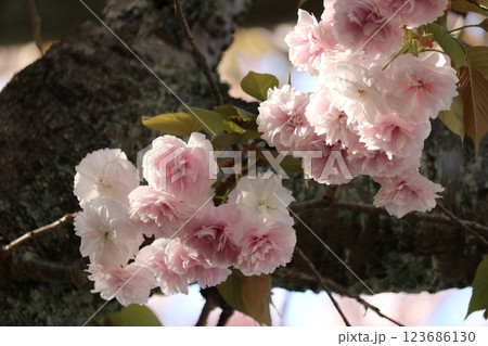 見ごろを迎えた八重桜 double blossom sakura in full bloom 見ごろを迎えた八重桜 double blossom sakura in full bloom 123686130