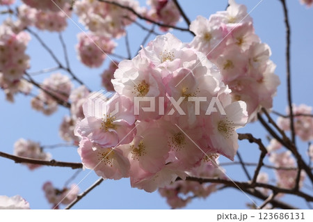 見ごろを迎えた八重桜 double blossom sakura in full bloom 見ごろを迎えた八重桜 double blossom sakura in full bloom 123686131