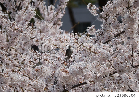 桜の枝に憩うイソヒヨドリ blue rockthrush resting on cherry 123686304