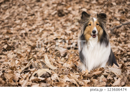 一面の落ち葉の上にお座りをする犬　シェルティー 123686474