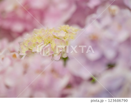ピンクの紫陽花の群生 123686790