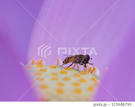 蓮の花の中で蜜を吸うアブ 123686795