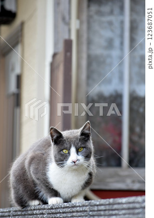 見つめる猫 見つめる猫 123687051