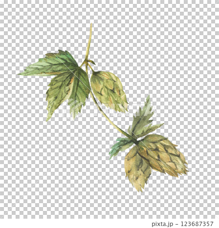 Green hops branch. Hop bitter leaves and cones plant curly twig stem. Floral harvest. Hand drawn watercolor illustration for beer label for use by brewing industry. Clipart isolated from background Green hops branch. Hop bitter leaves and cones plant curly twig stem. Floral harvest. Hand drawn watercolor illustration for beer label for use by brewing industry. Clipart isolated from background 123687357
