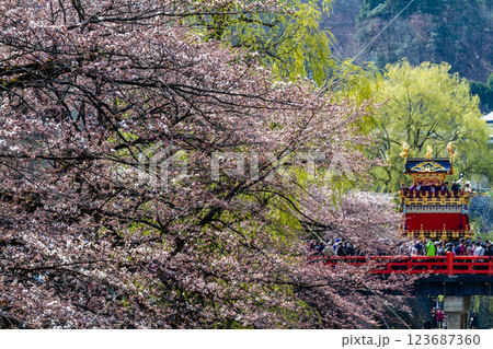 春の高山祭り 屋台と赤橋と満開の桜　飛騨高山　4月 123687360