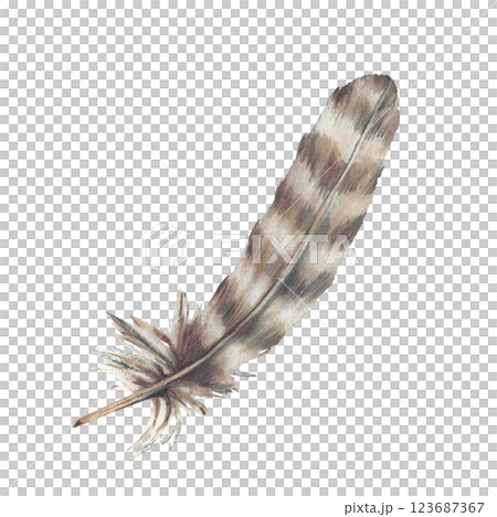 Bird feather beige, brown, pastel coloured and natural ornaments Real wings watercolor realistic hand drawn illustration. Decoration accessory for card, sticker design Isolated from background clipart 123687367
