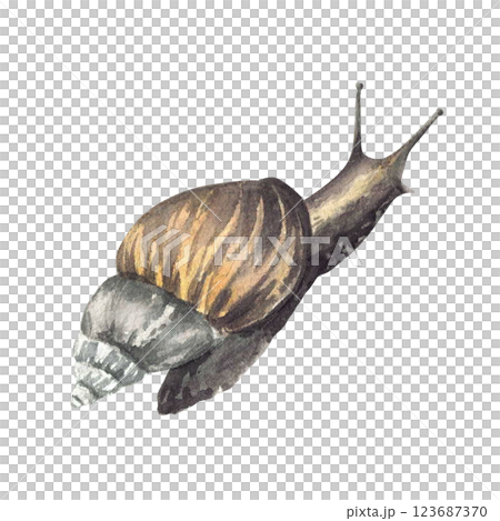 Snail, tropical slug. Watercolor painted cochlea realistic illustration. Hand drawn mollusks with conical shell, invertebrate. Clipart for books, animal card, skin care label. Isolated from background 123687370