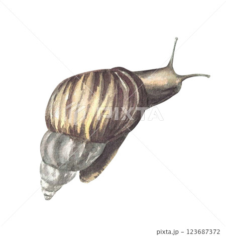 Snail, tropical slug set Watercolor slime cochlea realistic illustration. Hand drawn mollusks with conical shell, invertebrate. Insect clipart for books, animal card, sticker Isolated from background 123687372