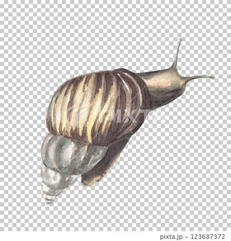 Snail, tropical slug set Watercolor slime cochlea realistic illustration. Hand drawn mollusks with conical shell, invertebrate. Insect clipart for books, animal card, sticker Isolated from background 123687372