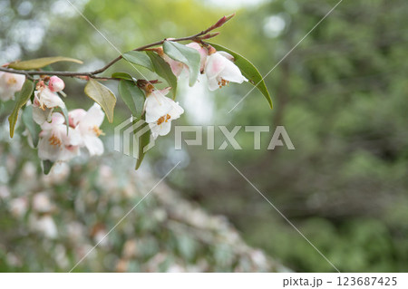 カメリア・エリナ・カスケード／花が付いた枝とコピースペース／ツバキ科 123687425