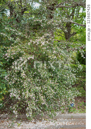 カメリア・エリナ・カスケードの全体/花はミニで枝が垂れ下がるツバキ科の花木 カメリア・エリナ・カスケードの全体/花はミニで枝が垂れ下がるツバキ科の花木 123687426