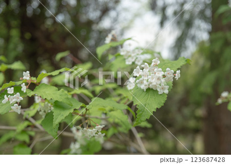 オトコヨウゾメの枝先の花をクローズアップ【日本固有種】春の花・ガマズミ科 123687428