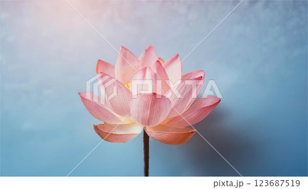 蓮　はす　ハス　花　夏　お盆　おぼん　背景　フレーム　壁紙　素材 123687519