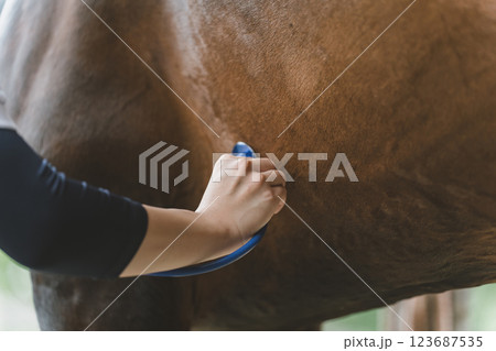 involved with horses 123687535