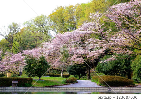 満開の桜が咲く芹が谷公園 123687630