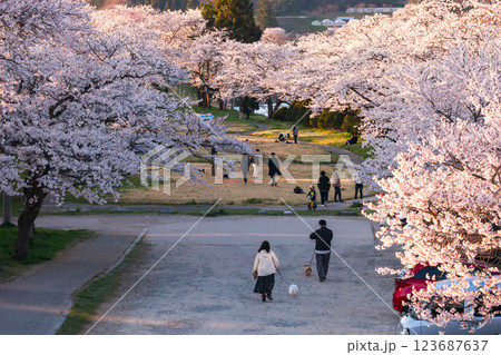 210410宮川緑地公園桜g090 210410宮川緑地公園桜g090 123687637