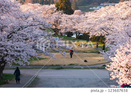 210410宮川緑地公園桜g100 123687638