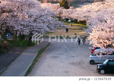 210410宮川緑地公園桜g104 123687639