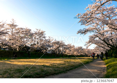 210410宮川緑地公園桜z040 210410宮川緑地公園桜z040 123687647