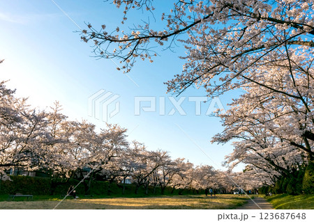 210410宮川緑地公園桜z042 210410宮川緑地公園桜z042 123687648