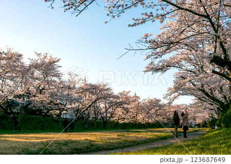210410宮川緑地公園桜z055 210410宮川緑地公園桜z055 123687649