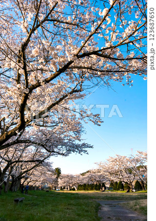 210410宮川緑地公園桜z063 123687650
