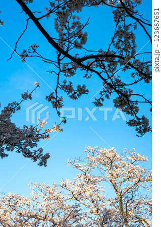 210410宮川緑地公園桜z074 123687651
