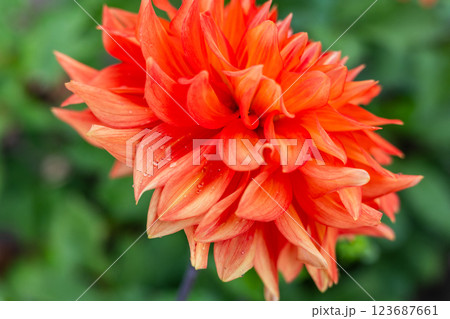 A close-up red dahlias in full bloom with delicate petals and lush green leaves. The flowers are fresh, detailed, and striking against a blurred natural background, creating a vivid garden scene. A close-up red dahlias in full bloom with delicate petals and lush green leaves. The flowers are fresh, detailed, and striking against a blurred natural background, creating a vivid garden scene. 123687661
