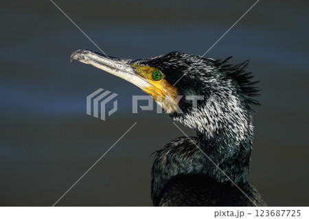 Close-up footage of a cormorant bird. Close-up footage of a cormorant bird. 123687725