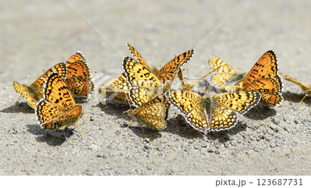 Close-up footage of butterflies feeding on salt and minerals on wet, damp ground. Close-up footage of butterflies feeding on salt and minerals on wet, damp ground. 123687731