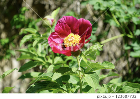 Image of a peony flower under protection. Image of a peony flower under protection. 123687732