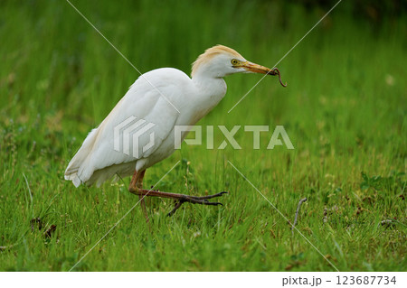 Wildlife - Birds. Western cattle egret (Bubulcus ibis) mostly live in fields, steppes and grasslands, except wetlands. They usually feed on insects. Wildlife - Birds. Western cattle egret (Bubulcus ibis) mostly live in fields, steppes and grasslands, except wetlands. They usually feed on insects. 123687734