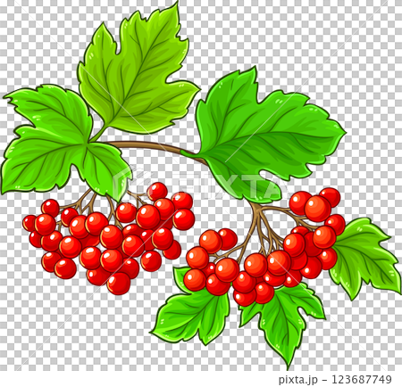 Guelder Rose Branch with Berries and Leaves Colored Detailed Illustration.  123687749