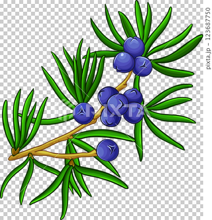 Juniper Branch with Berries and Leaves Colored Detailed Illustration. Essential oil ingredient for cosmetics, spa, aromatherapy, health care, alternative medicine. 123687750
