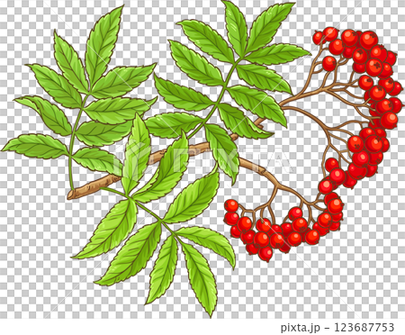 Rowan Branch  Colored Detailed Illustration 123687753