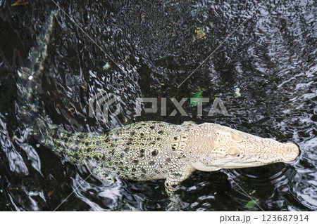 熱川バナナワニ園 熱川バナナワニ園 123687914
