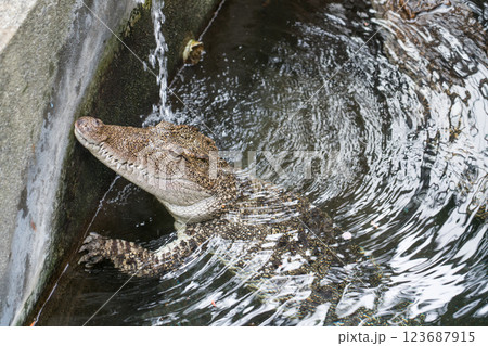 熱川バナナワニ園 123687915