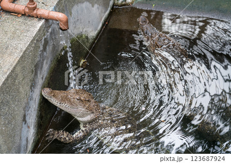 熱川バナナワニ園 123687924