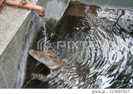 熱川バナナワニ園 123687927