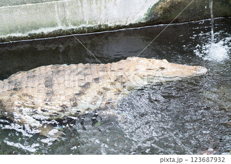 熱川バナナワニ園 123687932